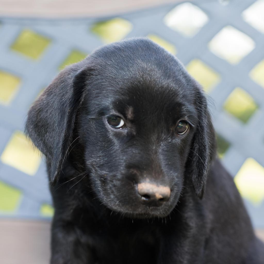 Fleur - Freya