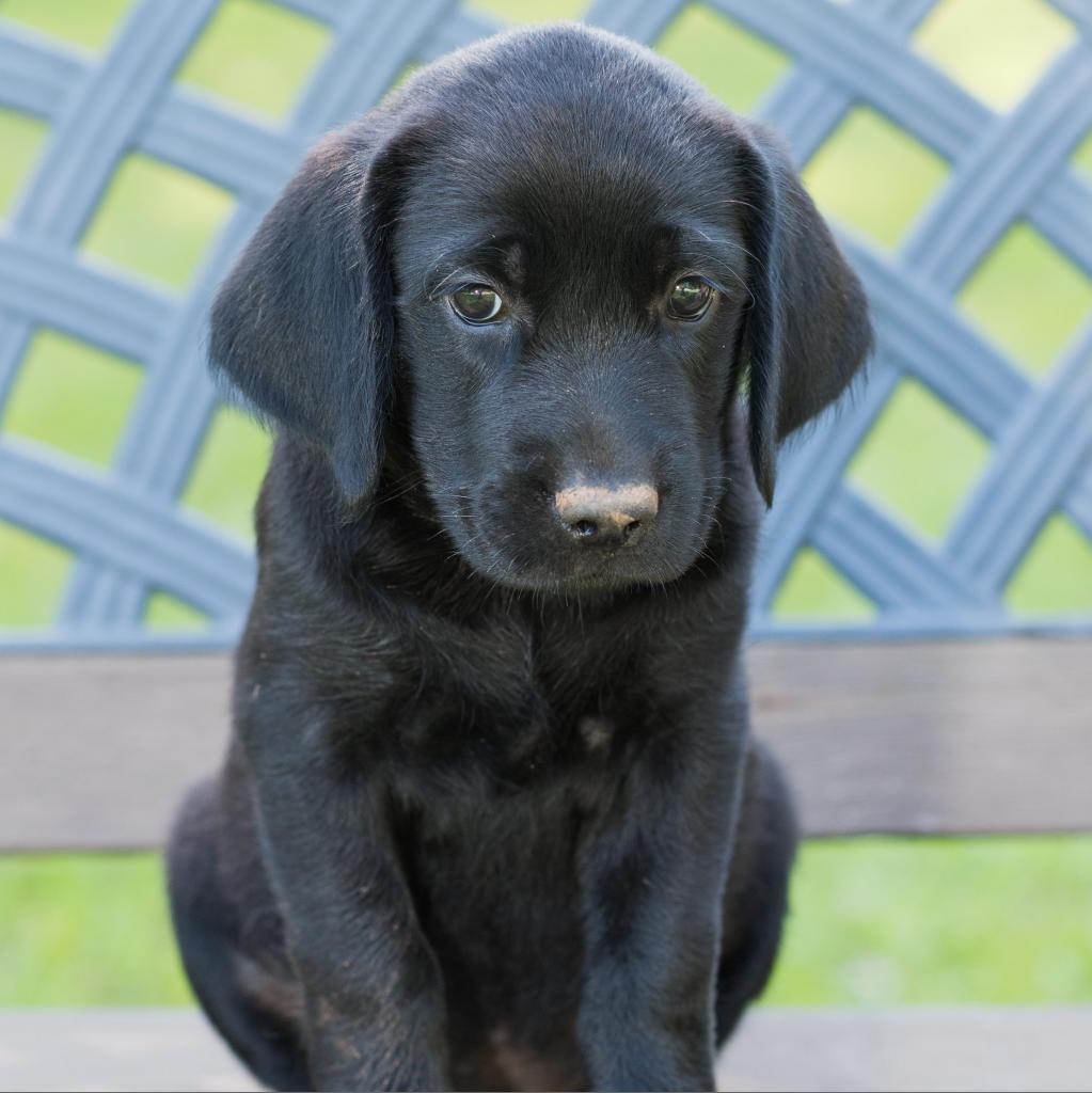 Fleur - Freya