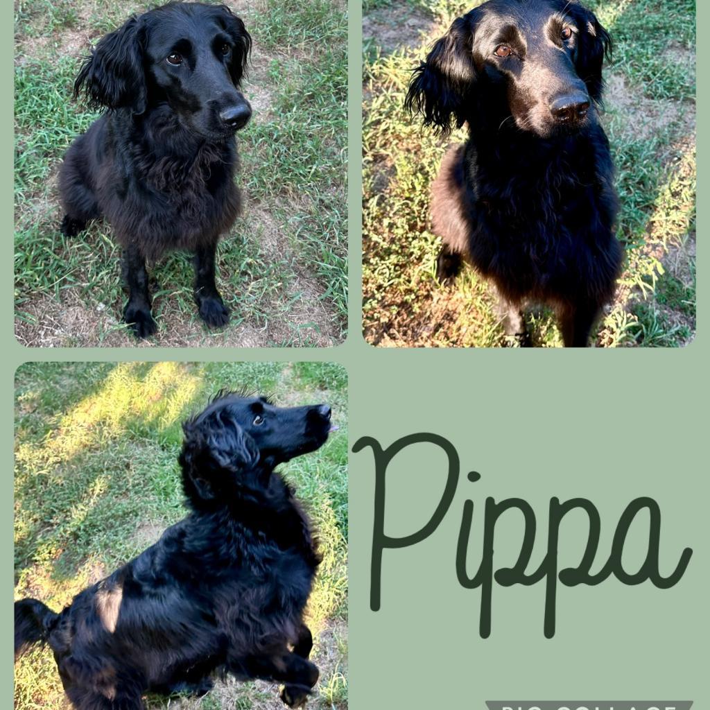 Lotus - Pippa