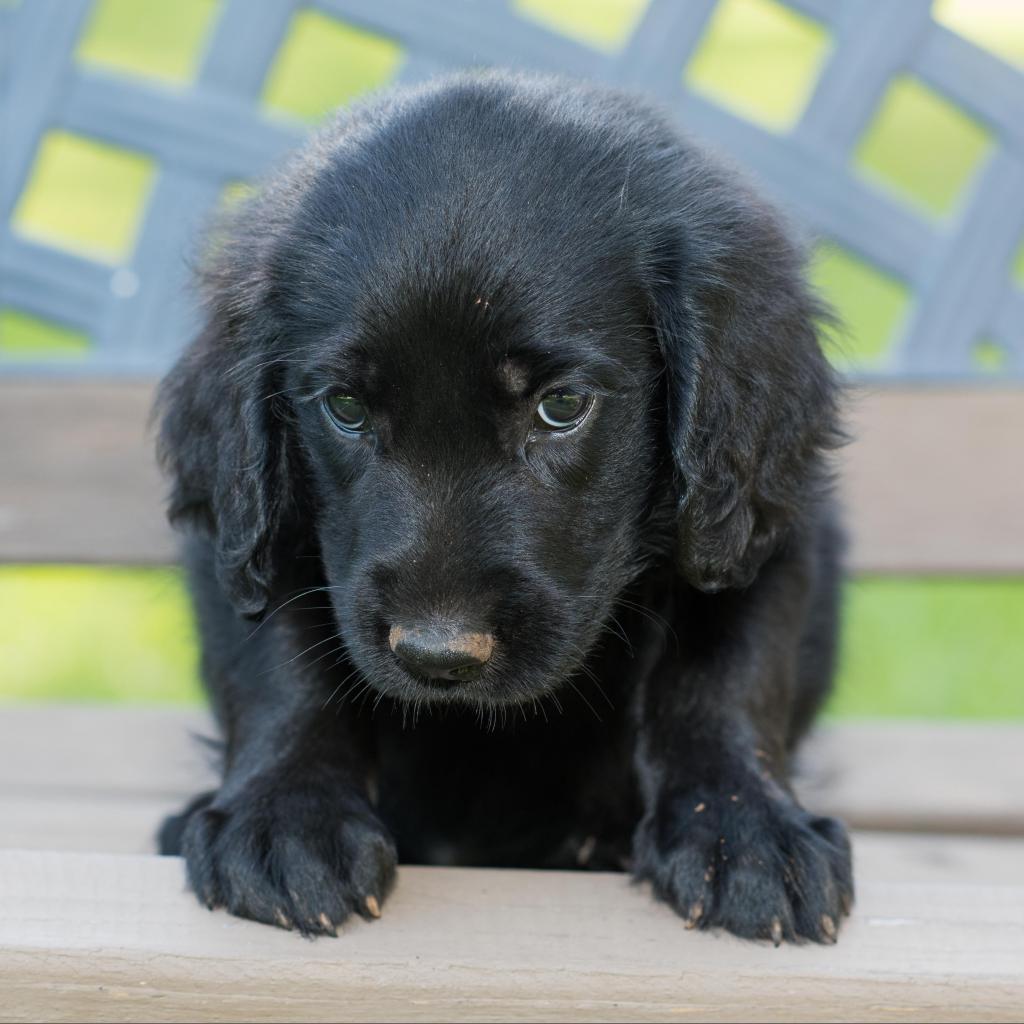 Lotus - Pippa