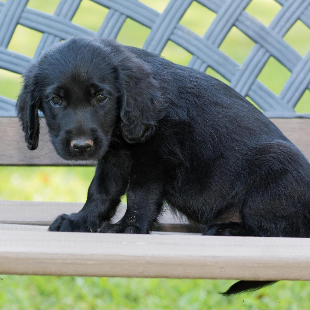 Lotus - Pippa