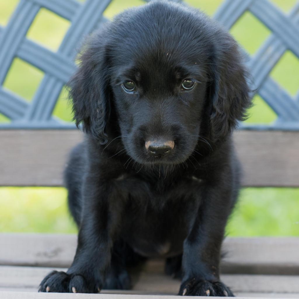 Lotus - Pippa