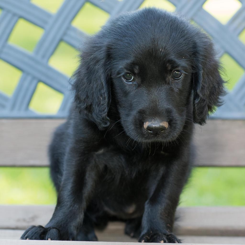 Lotus - Pippa