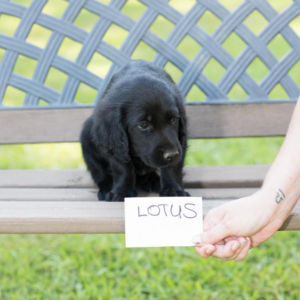 Lotus - Pippa