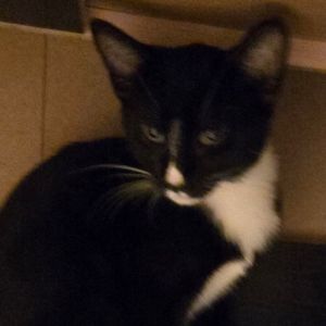 Mystery Domestic Short Hair Cat