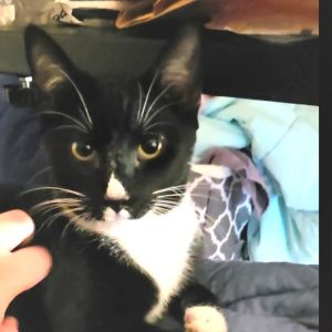 Are you ready to unlock the secrets of Mystery a handsome and endlessly engaging feline friend Thi