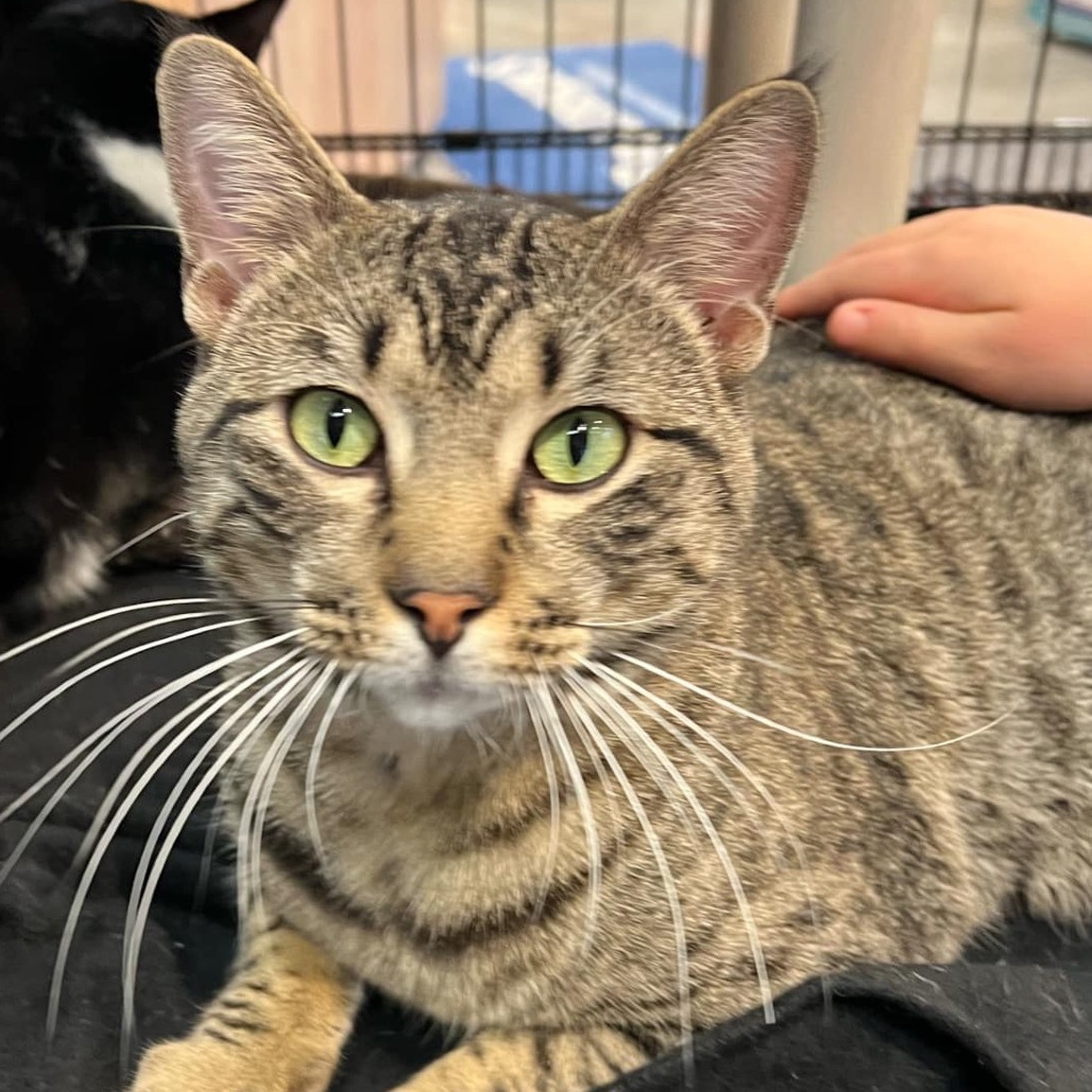 Roman, an adoptable Domestic Short Hair in Leander, TX, 78641 | Photo Image 1