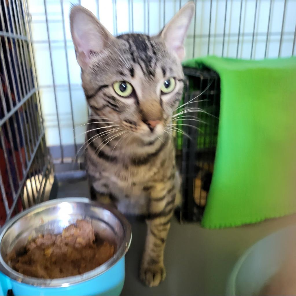 Roman, an adoptable Domestic Short Hair in Leander, TX, 78641 | Photo Image 2