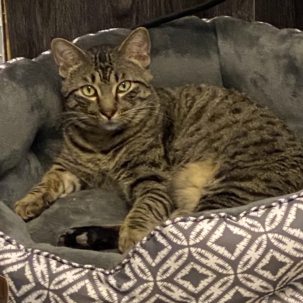 Roman, an adoptable Domestic Short Hair in Leander, TX, 78641 | Photo Image 3