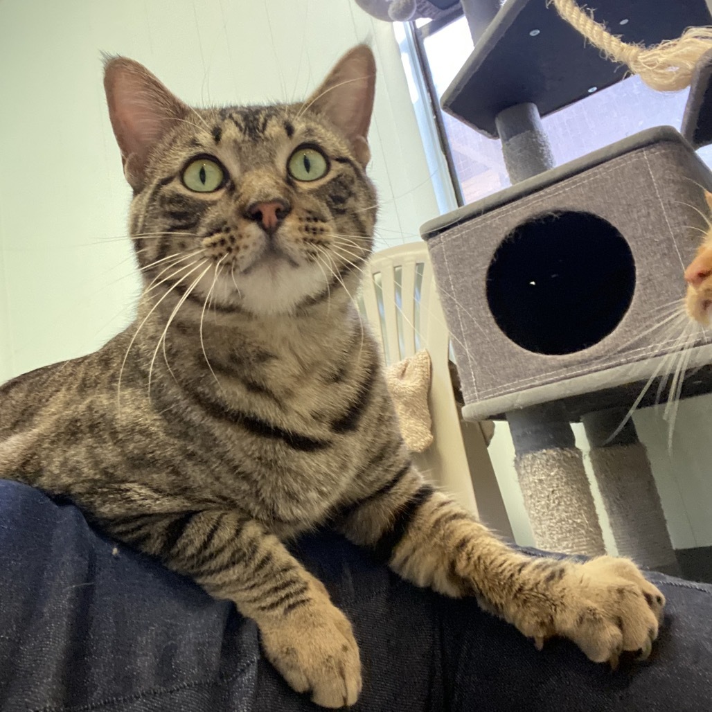 Roman, an adoptable Domestic Short Hair in Leander, TX, 78641 | Photo Image 4