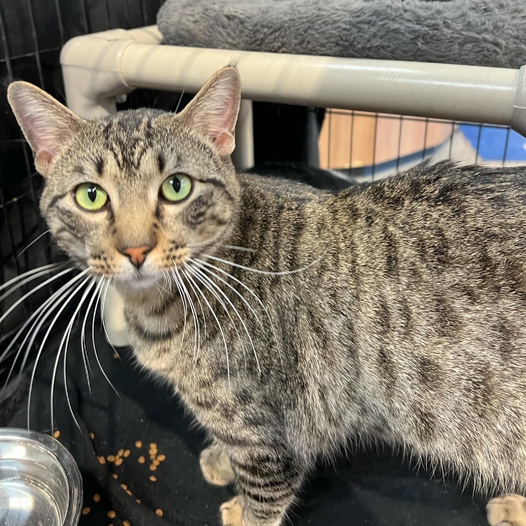 Roman, an adoptable Domestic Short Hair in Leander, TX, 78641 | Photo Image 5