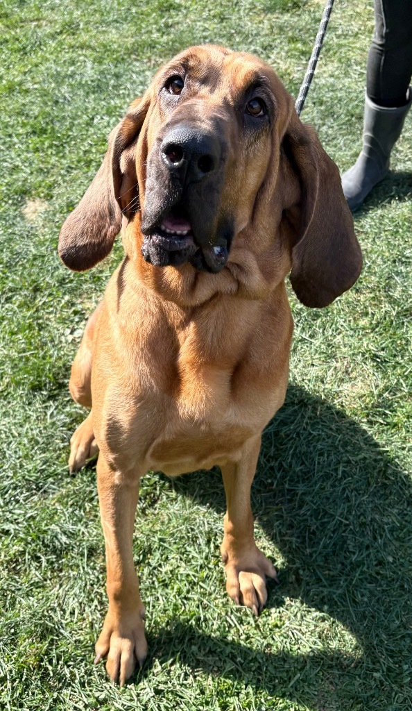 Copper, an adoptable Bloodhound in Lima, OH, 45807 | Photo Image 1