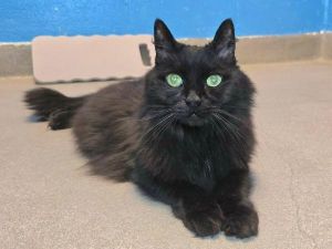 Tutu, Senior Male Domestic Long Hair