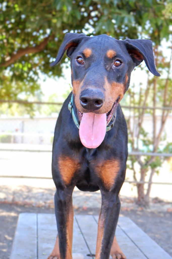 Jasper, an adoptable Doberman Pinscher in Chico, CA, 95928 | Photo Image 1