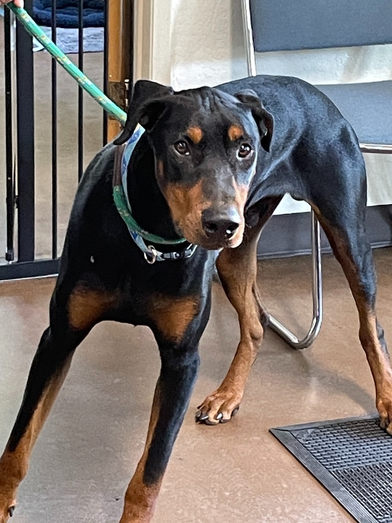 Jasper, an adoptable Doberman Pinscher in Chico, CA, 95928 | Photo Image 2