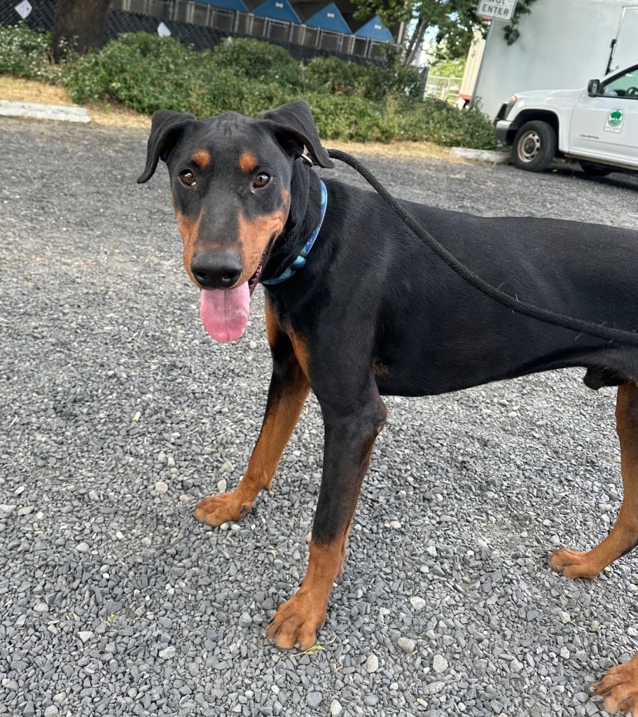 Jasper, an adoptable Doberman Pinscher in Chico, CA, 95928 | Photo Image 3