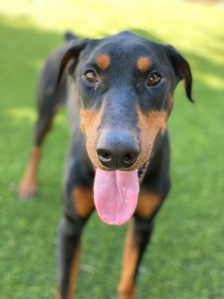 Jasper, an adoptable Doberman Pinscher in Chico, CA, 95928 | Photo Image 4