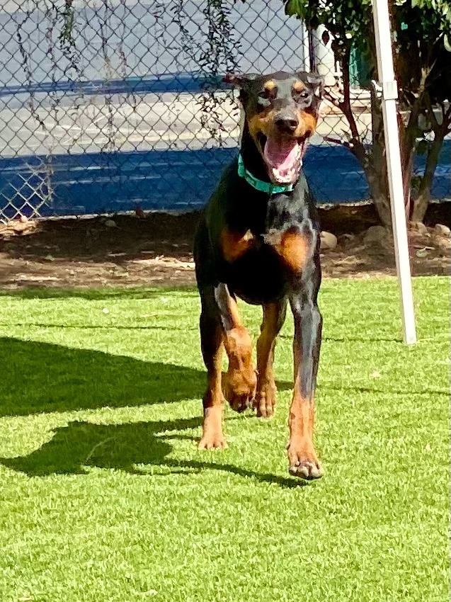 Jasper, an adoptable Doberman Pinscher in Chico, CA, 95928 | Photo Image 5