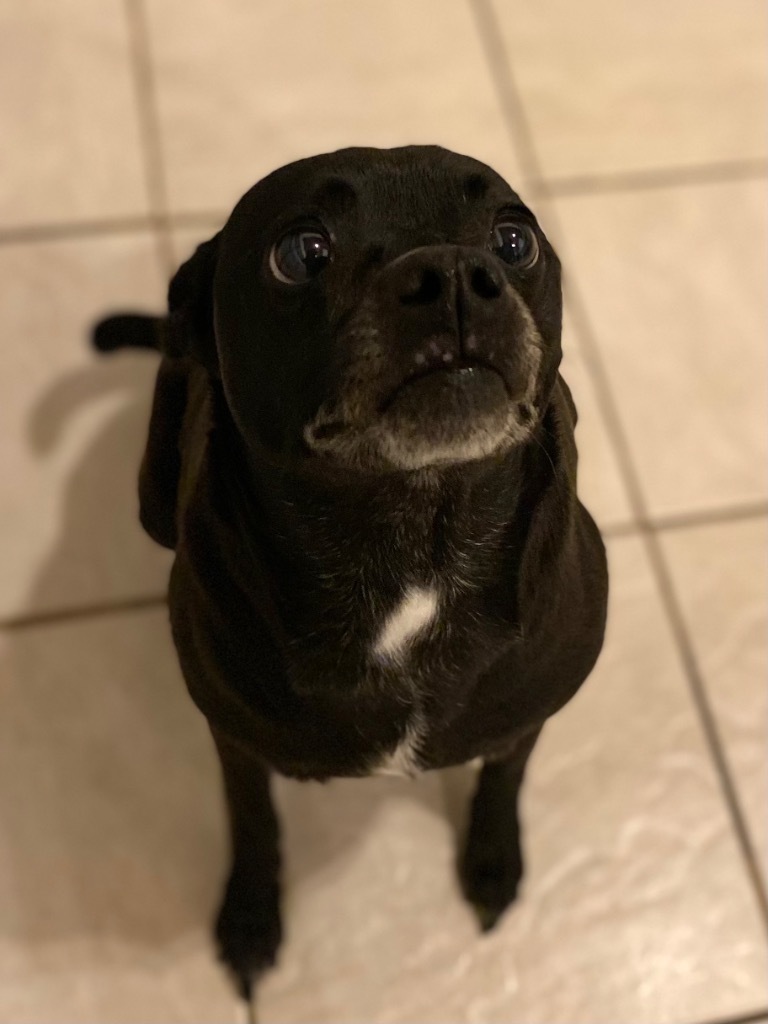 Luna, an adoptable Terrier, Chihuahua in Big Spring, TX, 79720 | Photo Image 1