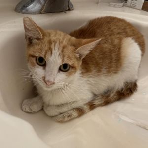 Juice Box, Adult Female Domestic Short Hair