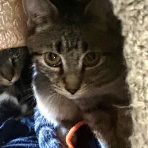 Jiminy Cricket, Young Male Domestic Short Hair