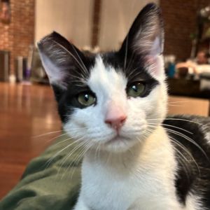 Robin, Young Female Domestic Short Hair