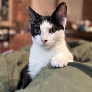 Snoopy has a little black dot on her nose just like the beloved Peanuts charact