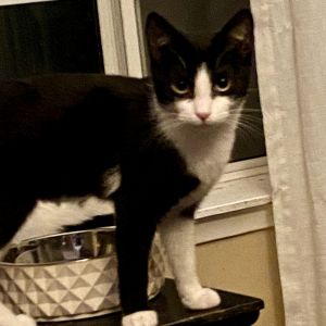 Meet Bessie This sweet little kitten was rescued from the streets but youd ne