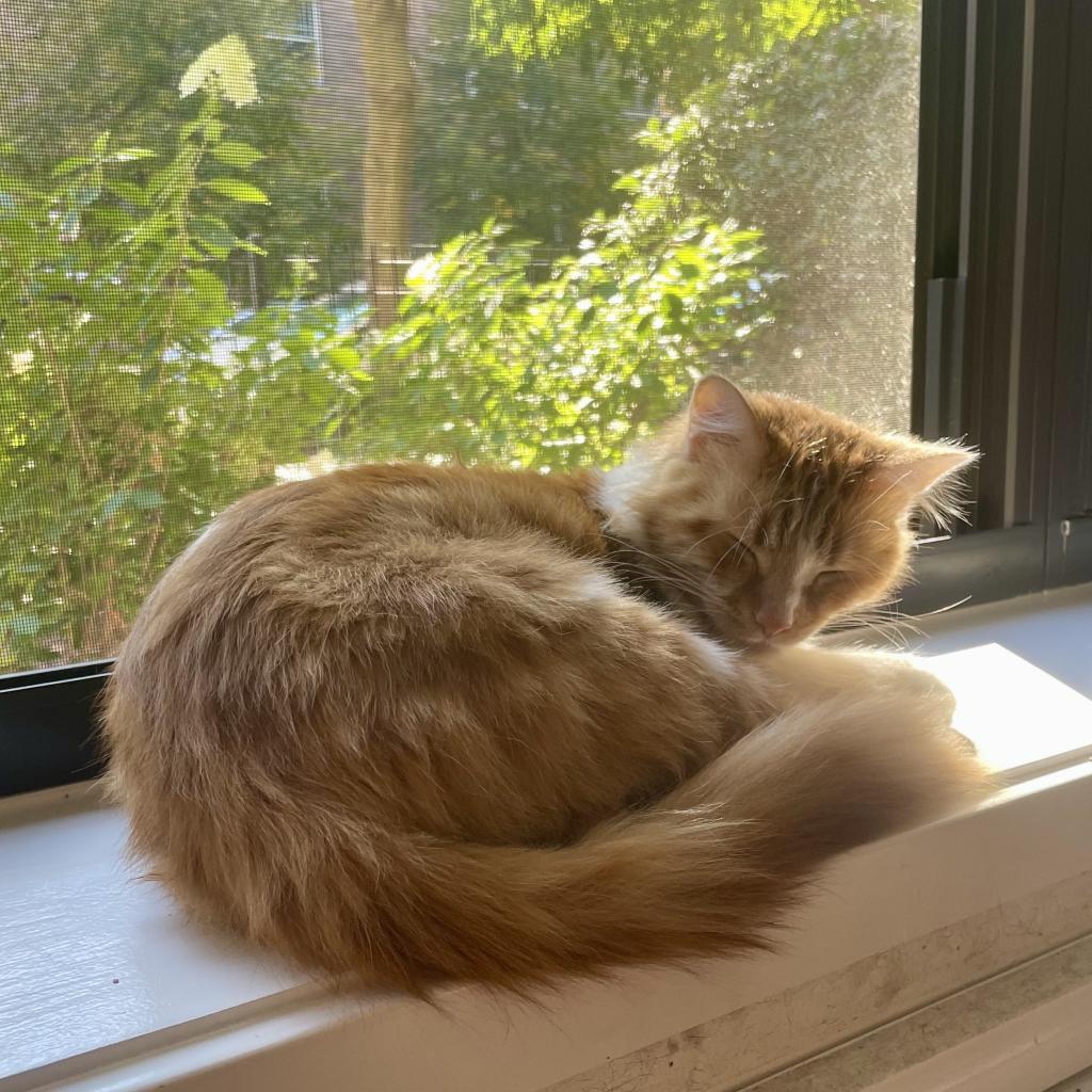 Tobi