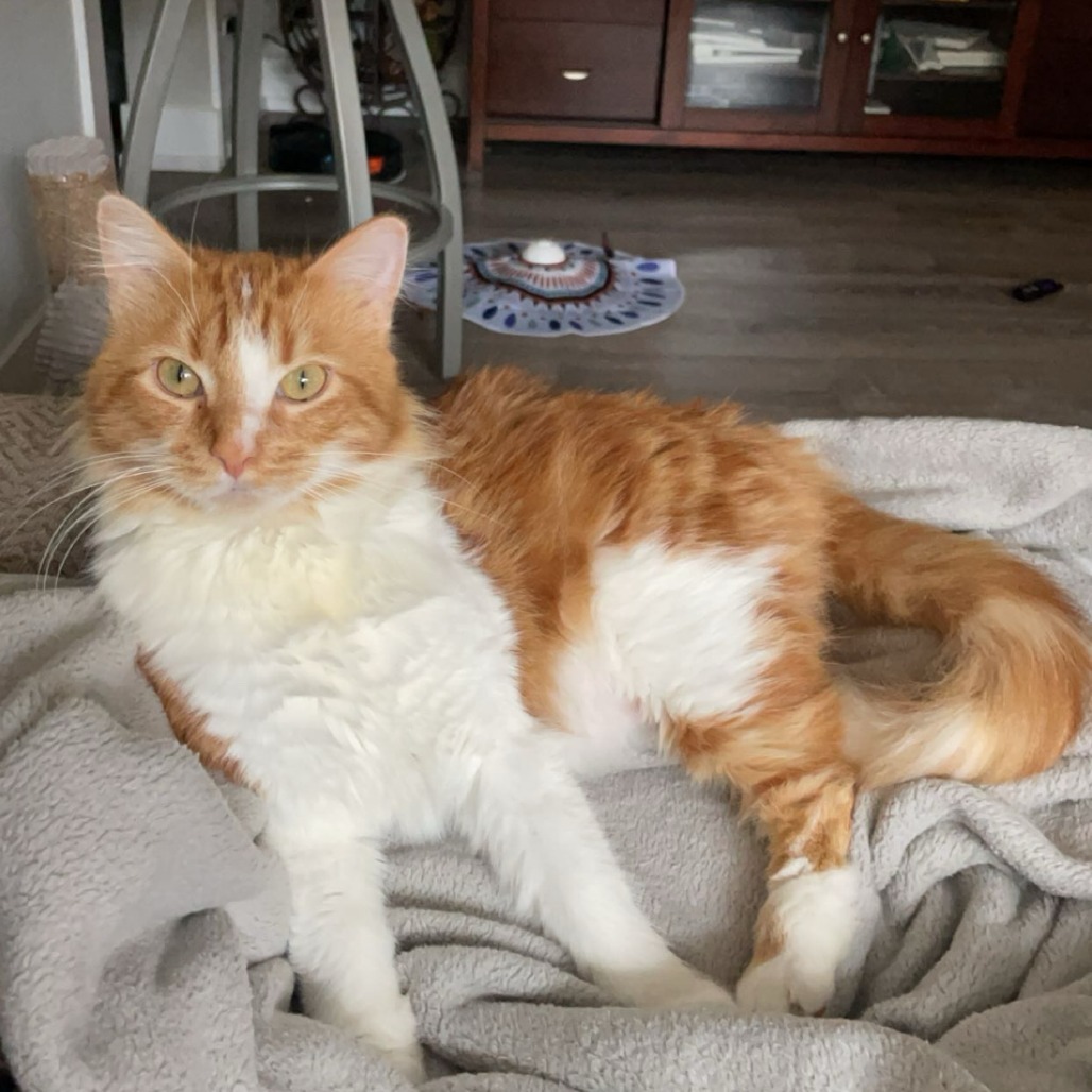 Tobi