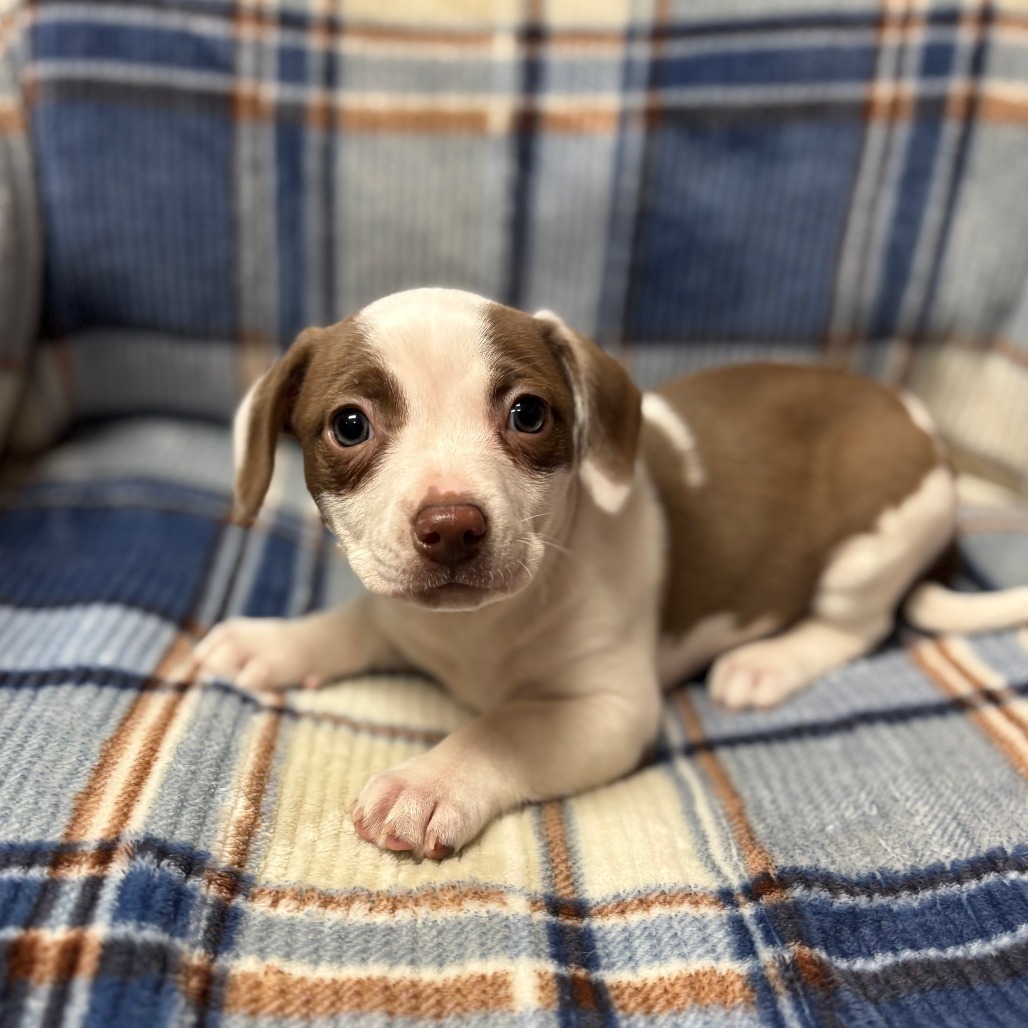 Quesadillas--In Foster***ADOPTION PENDING***