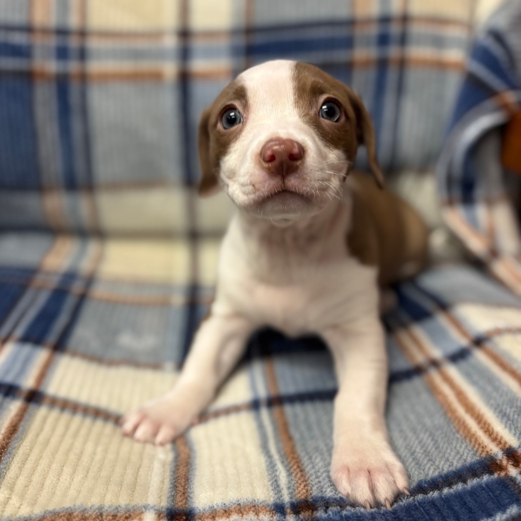 Churros--In Foster***ADOPTION PENDING***