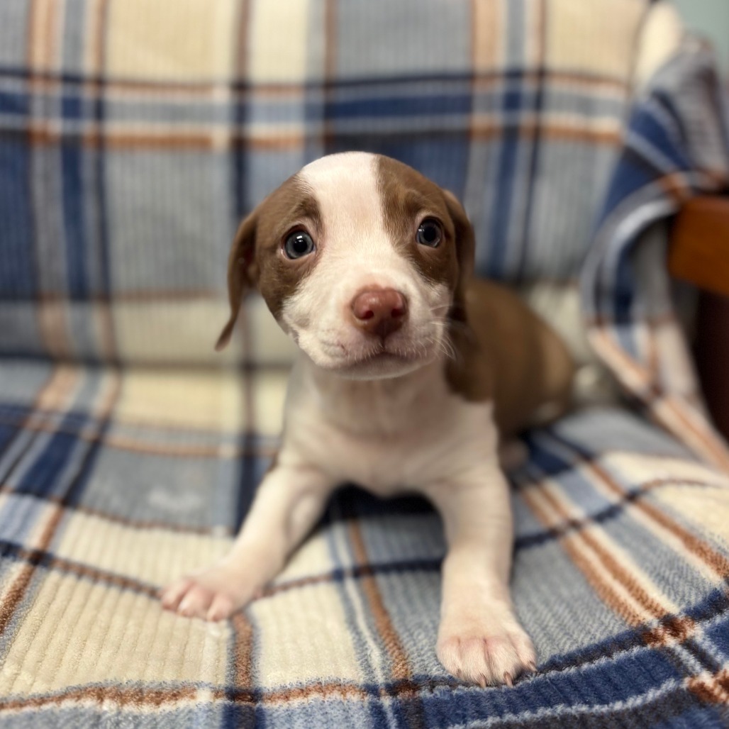 Churros--In Foster***ADOPTION PENDING***