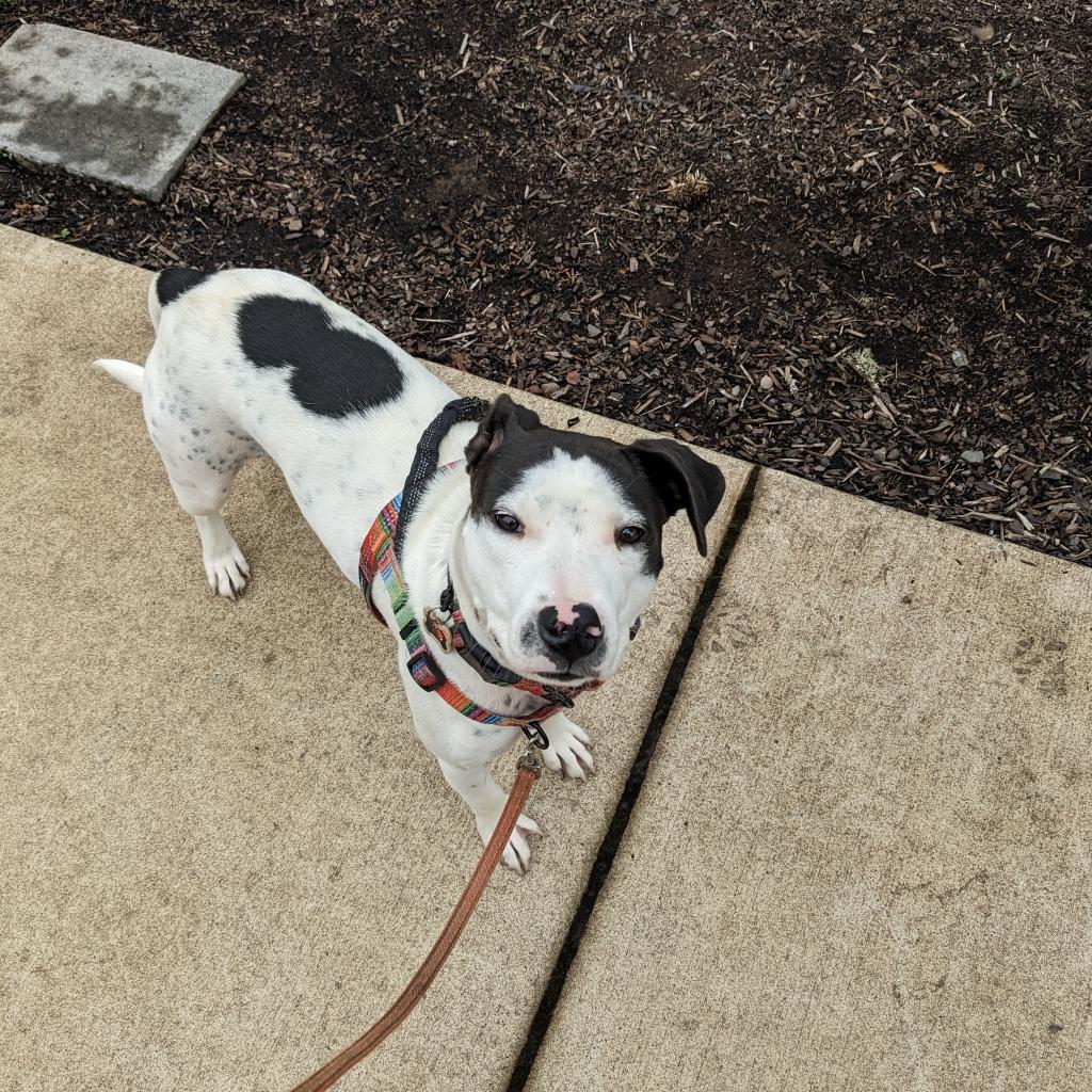 Dylan, an adoptable Pit Bull Terrier, Mixed Breed in Bend, OR, 97702 | Photo Image 4