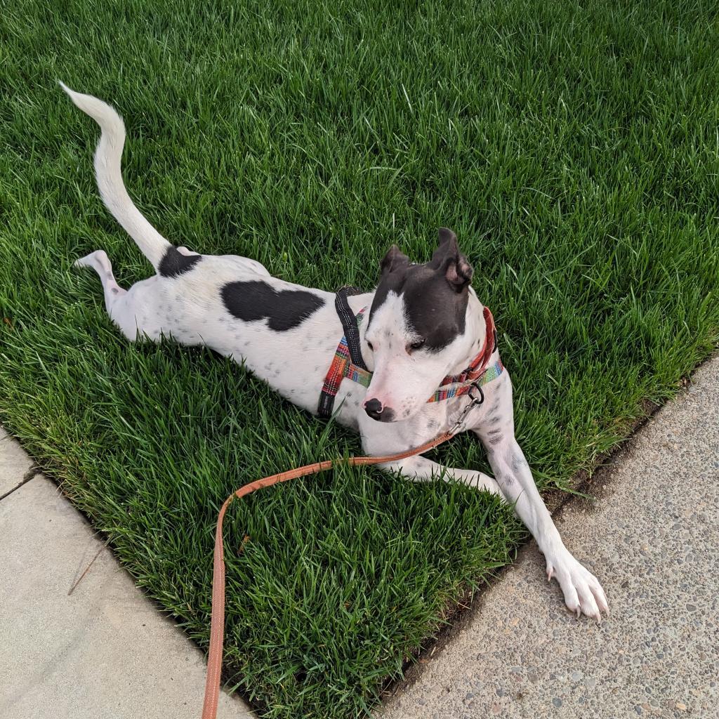 Dylan, an adoptable Pit Bull Terrier, Mixed Breed in Bend, OR, 97702 | Photo Image 5
