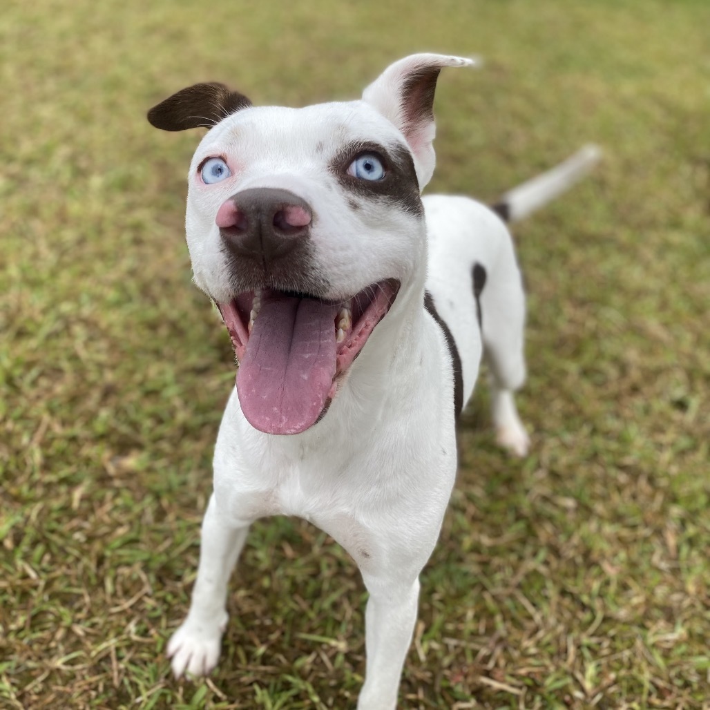 Raven COH-A-62319, an adoptable Mixed Breed in Keaau, HI, 96749 | Photo Image 1