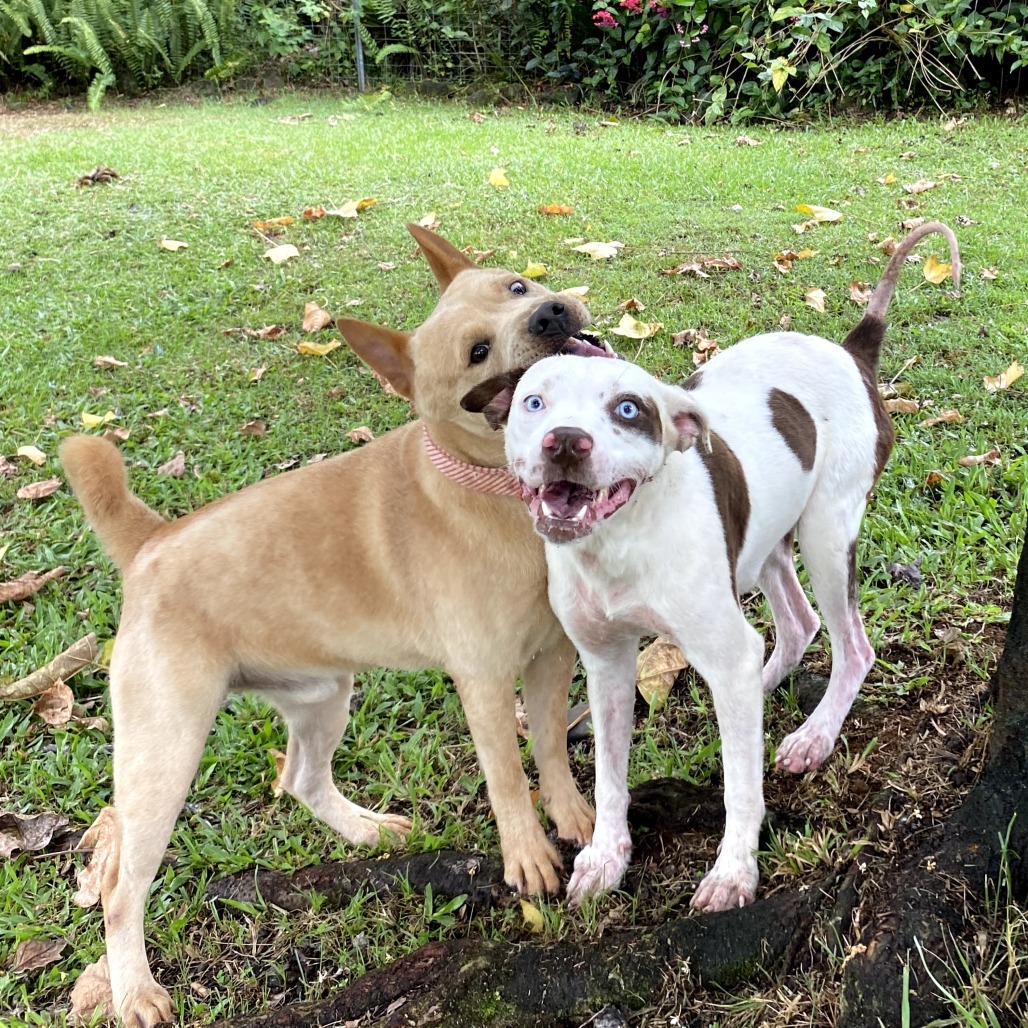 Raven COH-A-62319, an adoptable Mixed Breed in Keaau, HI, 96749 | Photo Image 2