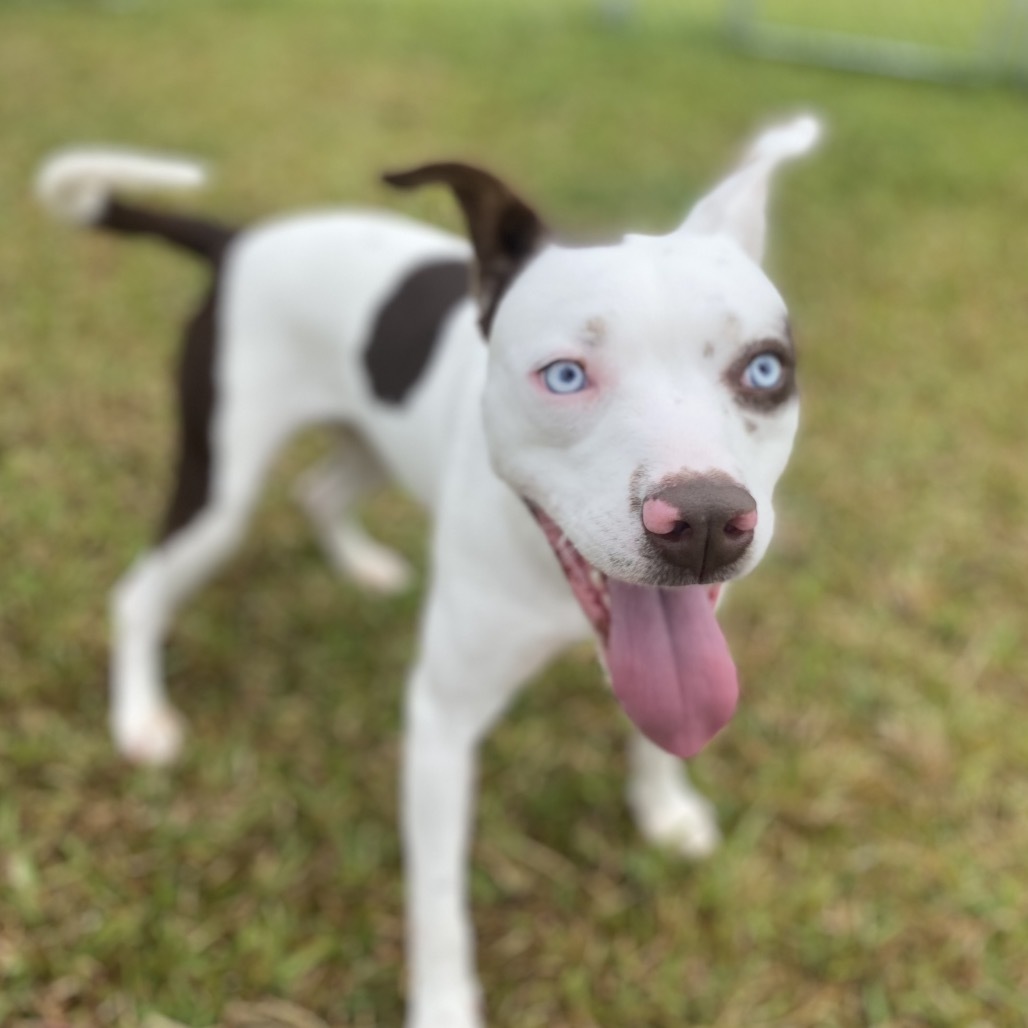 Raven COH-A-62319, an adoptable Mixed Breed in Keaau, HI, 96749 | Photo Image 3