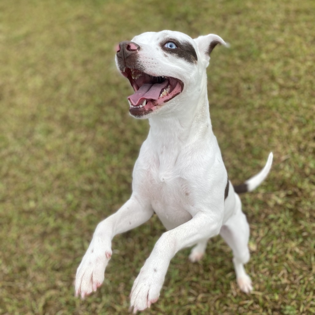 Raven COH-A-62319, an adoptable Mixed Breed in Keaau, HI, 96749 | Photo Image 4