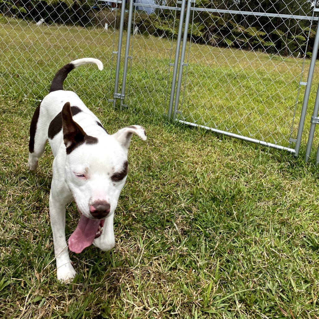 Raven COH-A-62319, an adoptable Mixed Breed in Keaau, HI, 96749 | Photo Image 6