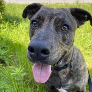 Theo, Adult Male Plott Hound