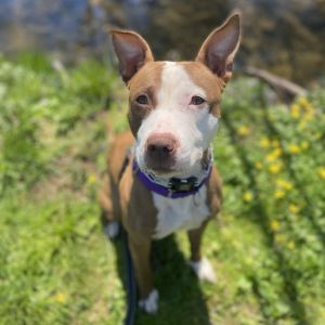 Amira, Adult Female Mixed Breed