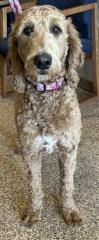 Scarlet, an adoptable Poodle in Hot Springs, SD, 57747 | Photo Image 1