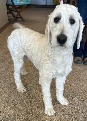 Bella, an adoptable Poodle in Hot Springs, SD, 57747 | Photo Image 1