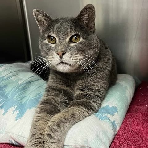 Buddie, an adoptable Domestic Medium Hair in Wadena, MN, 56482 | Photo Image 2