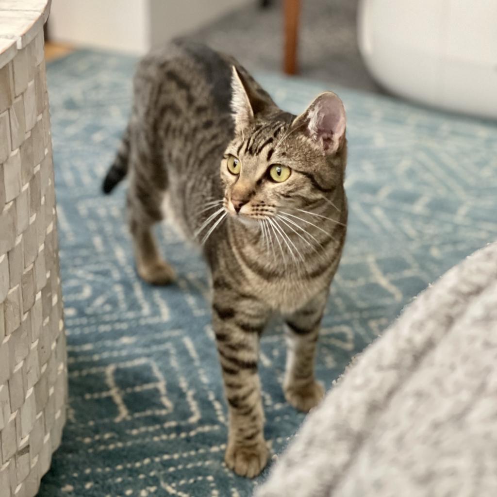 Pepper
