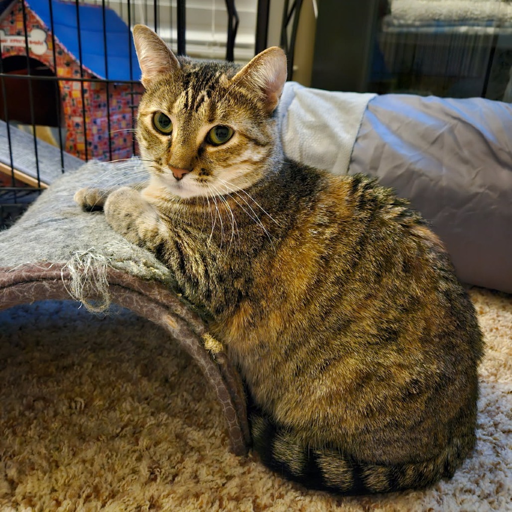 Flower, an adoptable Domestic Short Hair in Freeport, FL, 32439 | Photo Image 1