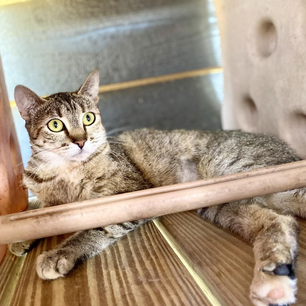 Flower, an adoptable Domestic Short Hair in Freeport, FL, 32439 | Photo Image 2