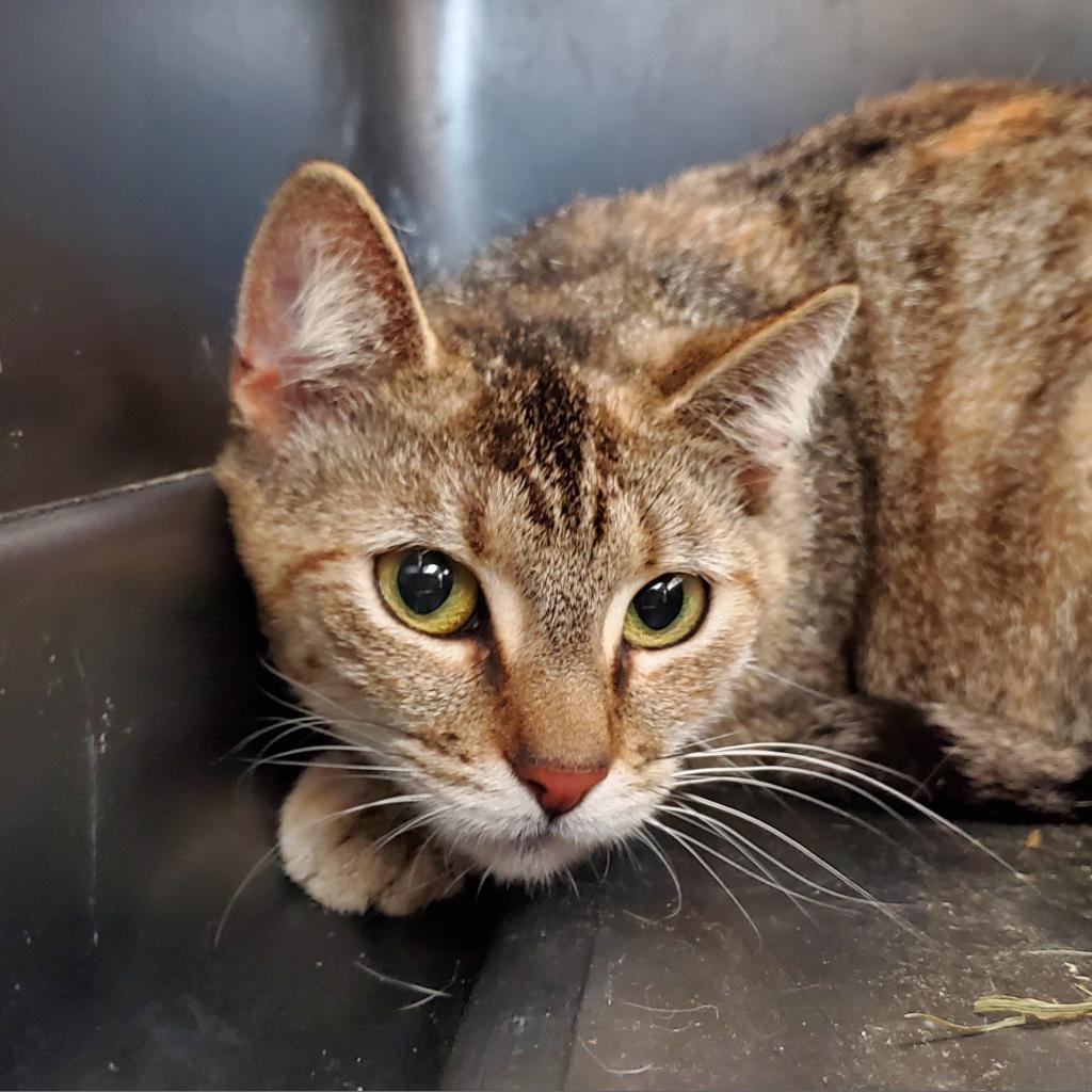 Flower, an adoptable Domestic Short Hair in Freeport, FL, 32439 | Photo Image 3