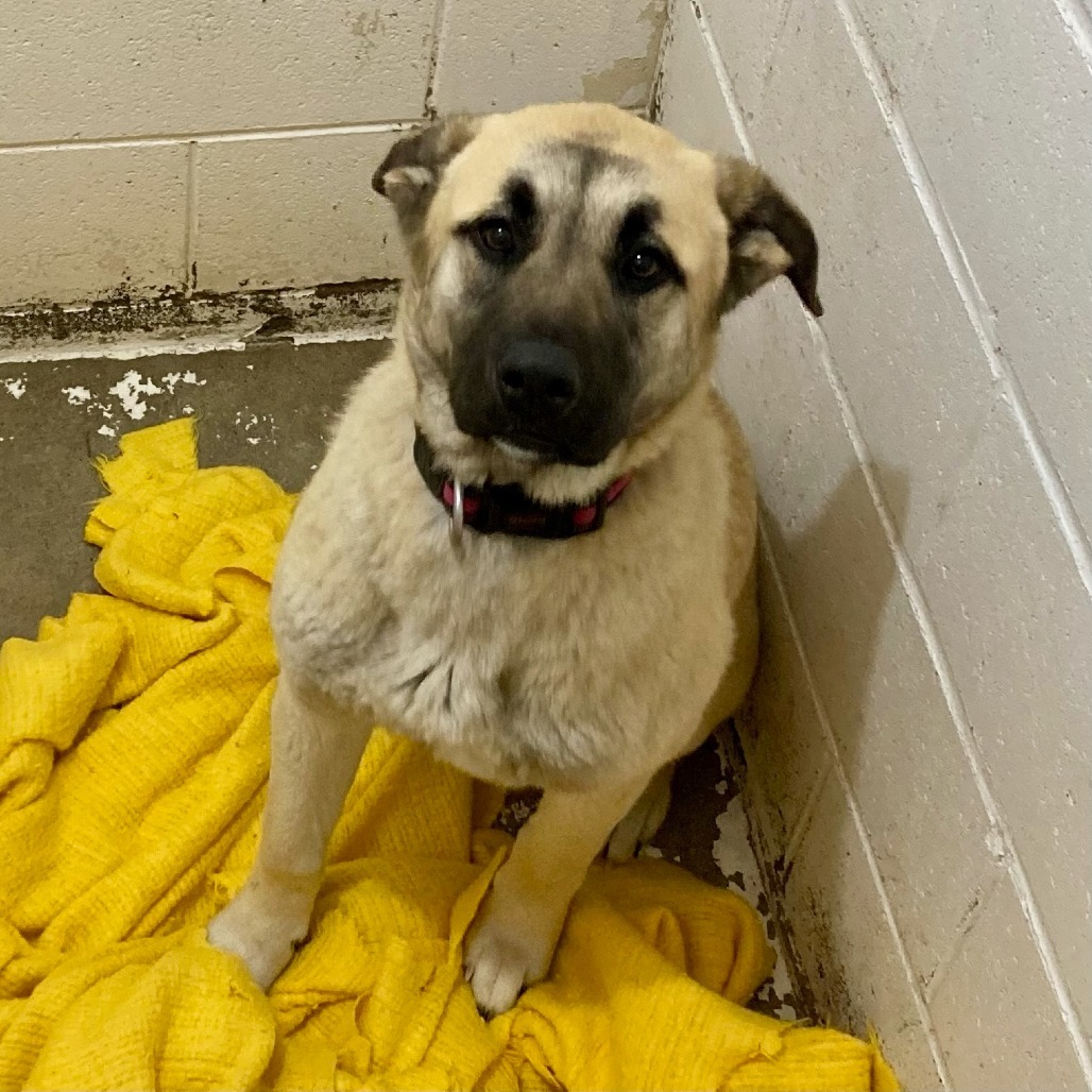 Willow, an adoptable Bullmastiff, Shepherd in North Battleford, SK, S9A 2M7 | Photo Image 2